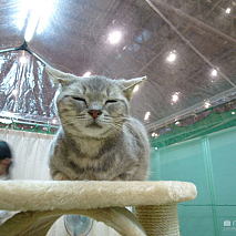 ニコニコ超会議