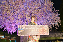 東京ドームシティ ウィンターイルミネーション～山紫水明～ イルミネーション点灯式