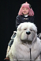 ミュージカル『SPY×FAMILY ２ 爆弾犬篇＆豪華客船篇』